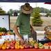 Milan resident Adam Fronhofer lays out a variety of tomatoes during the Saline farmers market, 555 N. Maple Road.Jeffrey Smith | AnnArbor.com